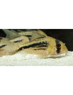 Corydoras deckeri (Corydoras deckeri) 2-2,5cm Wild