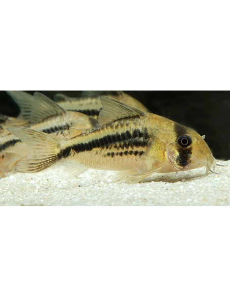 Corydoras deckeri (Corydoras deckeri) 2-2,5cm Wild