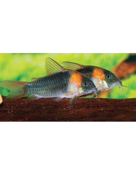 Corydoras eques (Corydoras eques) 2,5-3cm Wild