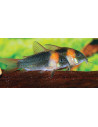 Corydoras eques (Corydoras eques) 2,5-3cm Wild