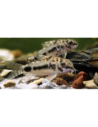 Corydoras habrosus (Corydoras habrosus) 1-1,5cm Wild