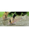 Corydoras leucomelas (Corydoras leucomelas) 3-3,5cm Wild