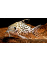 Corydoras reticulatus (Corydoras reticulatus) 3-3,5cm Wild