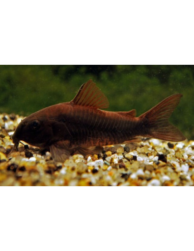 Corydoras Venezuela Black (Corydoras cf. schultzei "Venezuela Black") 2-2,5cm