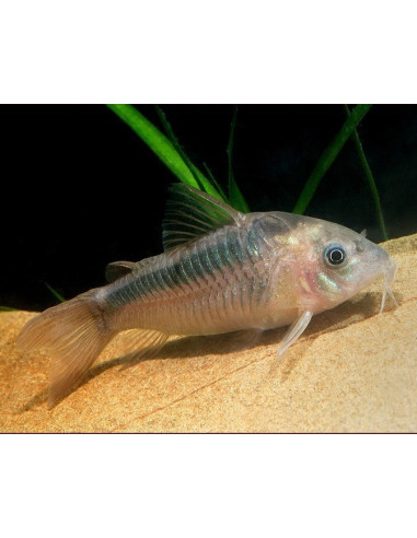 Corydoras rabauti (Corydoras rabauti) 3-4cm Wild