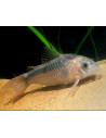 Corydoras rabauti (Corydoras rabauti) 3-4cm Wild