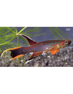 Aphyosemion australe (Aphyosemion australe) 3-4cm