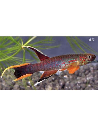 Aphyosemion australe (Aphyosemion australe) 3-4cm