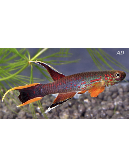 Aphyosemion australe (Aphyosemion australe) 3-4cm