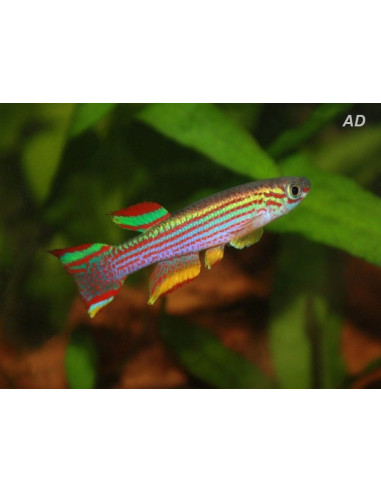 Aphyosemion Striatum 3-4cm paires