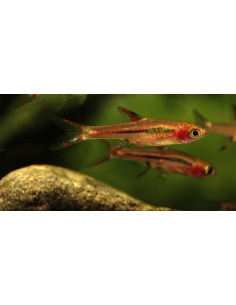 rasbora moustique (Boraras brigittae) 1-1,5cm Wild