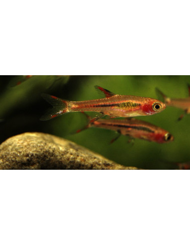 rasbora moustique (Boraras brigittae) 1-1,5cm Wild