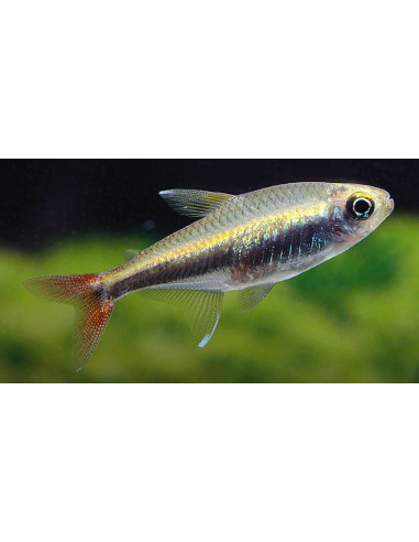 Hyphessobrycon loretoensis (Hyphessobrycon loretoensis) 1,5-2cm Wild