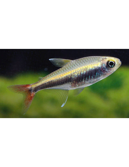 Hyphessobrycon loretoensis (Hyphessobrycon loretoensis) 2-2,5cm Wild