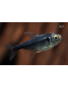Tétra néon noir Black Diamond (Hyphessobrycon herbertaxelrodi Black Diamond) 1-1,5cm