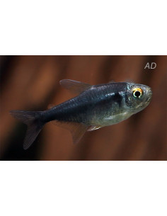 Tétra néon noir Black Diamond (Hyphessobrycon herbertaxelrodi Black Diamond) 2-2,5cm