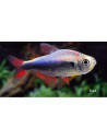 Hyphessobrycon margitae (Hyphessobrycon margitae) 2,5-3cm