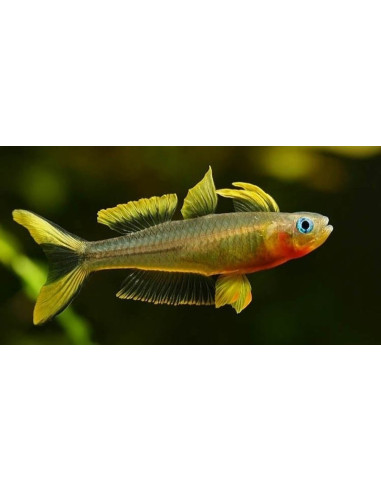 Pseudomugil furcatus (Pseudomugil furcatus) 1,5-2cm