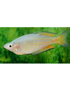 Melanotaenia Parkinsoni 4,5-5,5cm