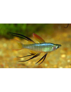 Iriatherina Werneri 2-2,5cm