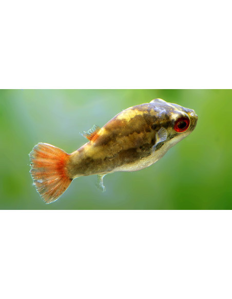 Carinotetraodon Irrubesco 2-3cm Wild