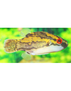 Carinotetraodon Lorteti 2-3cm Wild