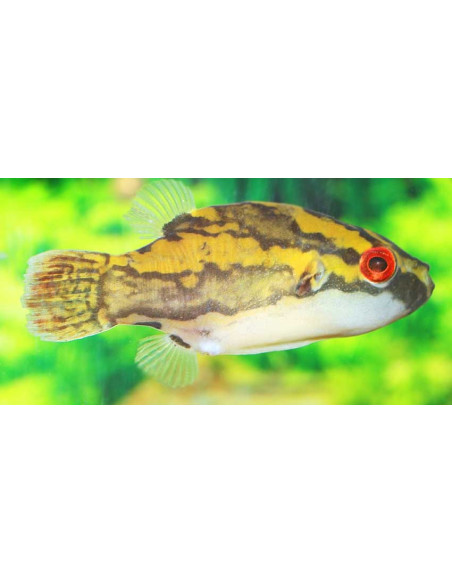 Carinotetraodon Lorteti 2-3cm Wild