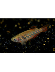 Danio Kyathit 2-3cm Wild