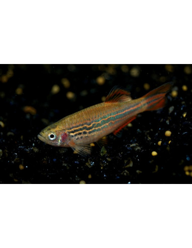 Danio Kyathit 2-3cm Wild