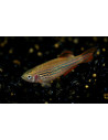 Danio Kyathit 2-3cm Wild