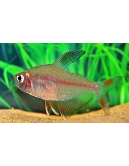 Tétra bentosi (Hyphessobrycon bentosi) 2-2,5cm Wild