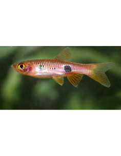 Rasbora clown (Rasbora kalochroma) 2,5-3cm