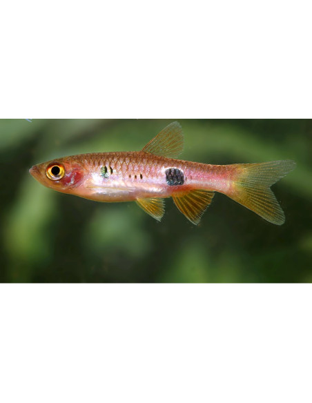 Rasbora Kalochroma 2,5-3cm