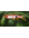 Rasbora Kalochroma 2,5-3cm