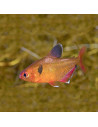 Hyphessobrycon Eques Veiltail 1,5-2cm