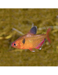 Tétra eques voiles (Hyphessobrycon eques Veiltail) 2-2,5cm