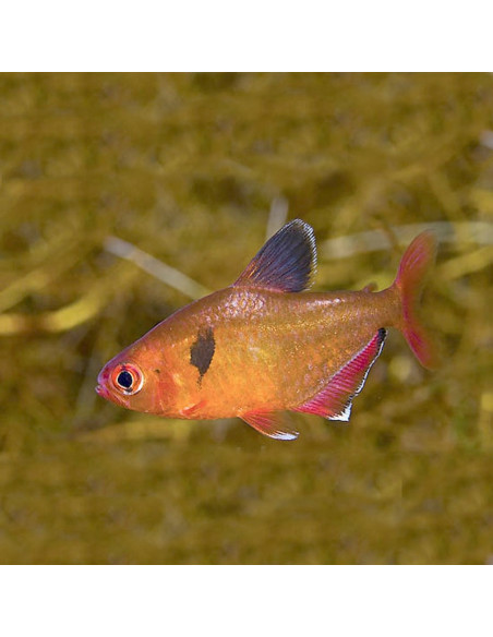 Tétra eques voiles (Hyphessobrycon eques Veiltail) 2-2,5cm
