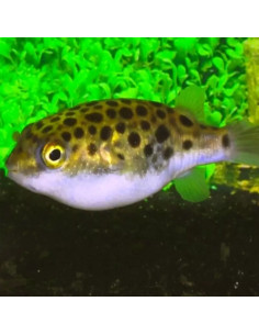 Tetraodon Nigroviridis 4-5cm Wild