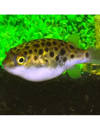 Tetraodon Nigroviridis 4-5cm Wild