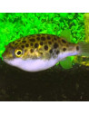 Tetraodon Nigroviridis 4-5cm Wild
