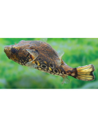 Poisson-globe de Palembang (Tetraodon palembangensis) 7,5-10cm Wild