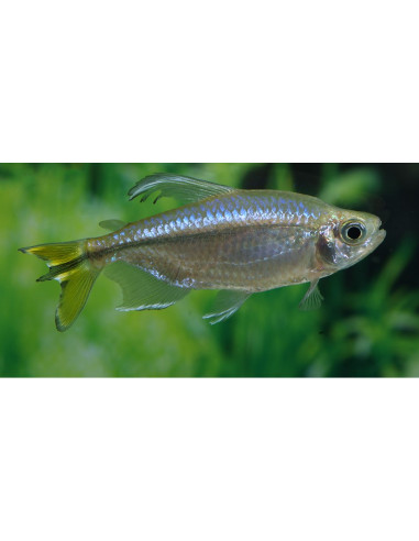 Yellow-tailed tetra (Alestopetersius caudalis) 4cm