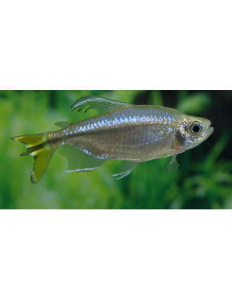 Hemigrammopetersius Caudalis 4cm