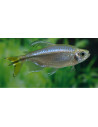 Hemigrammopetersius Caudalis 4cm