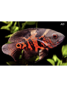 Astronotus Ocellatus Red Tiger 4-6cm