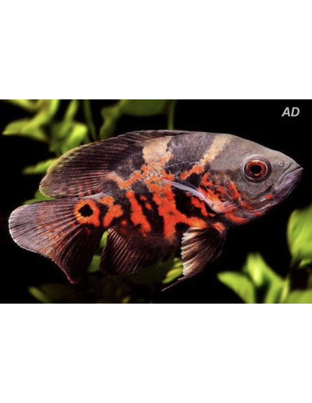 Astronotus Ocellatus Red Tiger 4-6cm