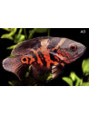Astronotus Ocellatus Red Tiger 4-6cm