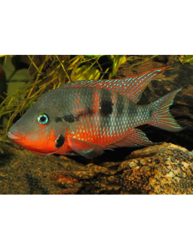 Thorichthys Meeki 3,5-4cm
