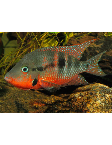 Thorichthys Meeki 3,5-4cm
