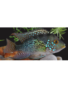 Geophagus brasiliensis (Geophagus brasiliensis) 5-6cm